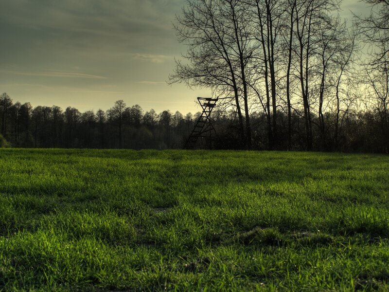 Green Field with Watchtower — Serene