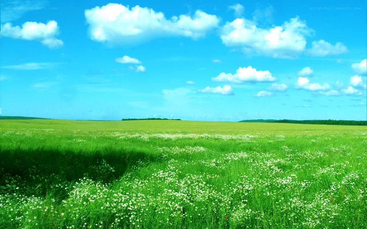 Green field with white flowers