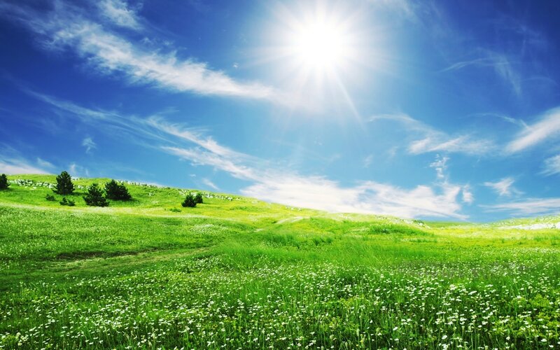 Green Field with White Flowers — Afternoon