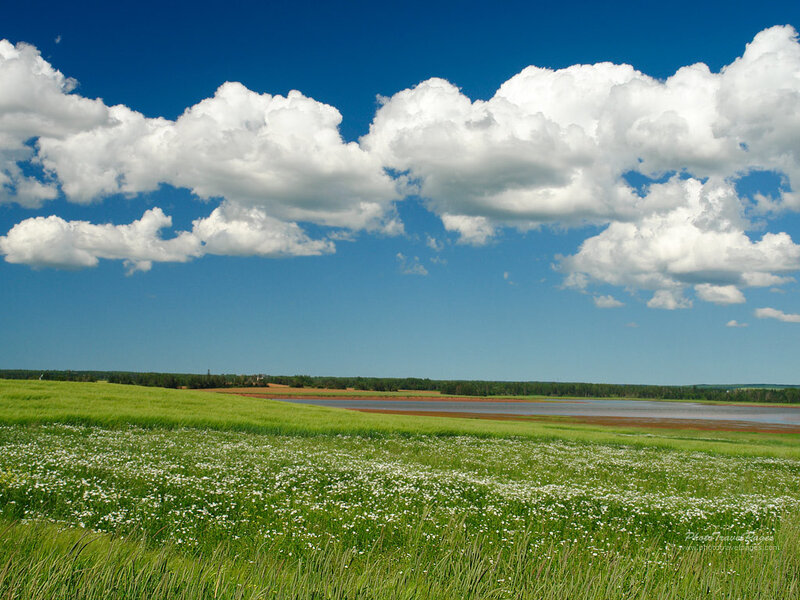 Green Field with White Flowers — Blue