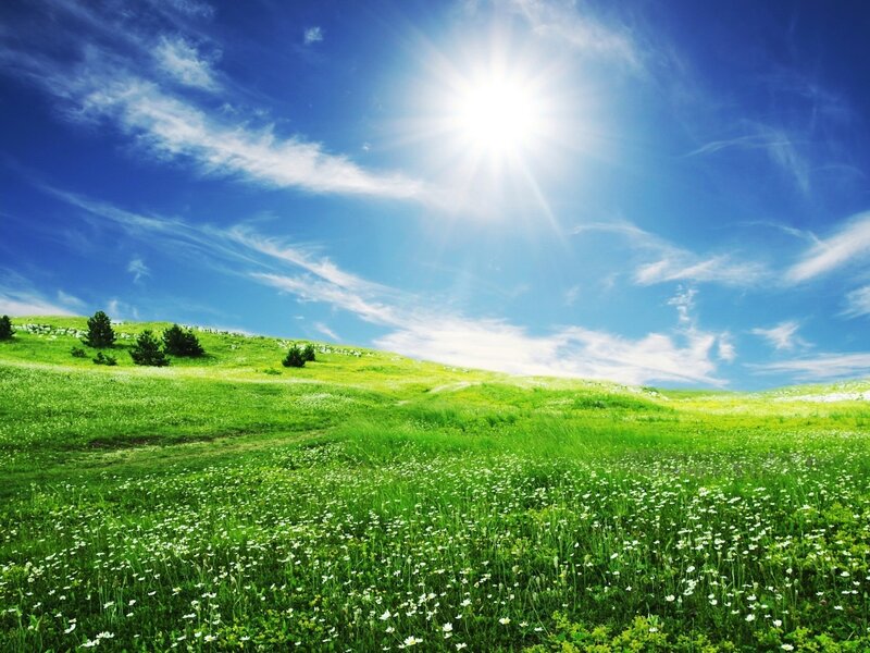Green Field with White Flowers — Serene, Afternoon, Photograph, Sun, Clouds