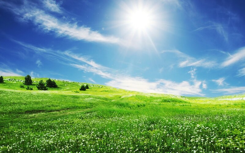 Green Field with White Flowers — Serene, Afternoon, Photograph, Sun