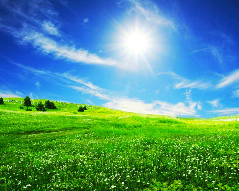 Green Field with White Flowers — Serene, Afternoon, Photograph