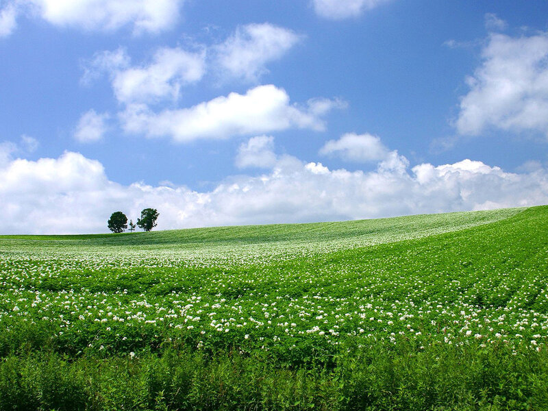 Green Field with White Flowers — Serene, Afternoon