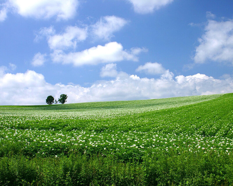 Green Field with White Flowers — Serene