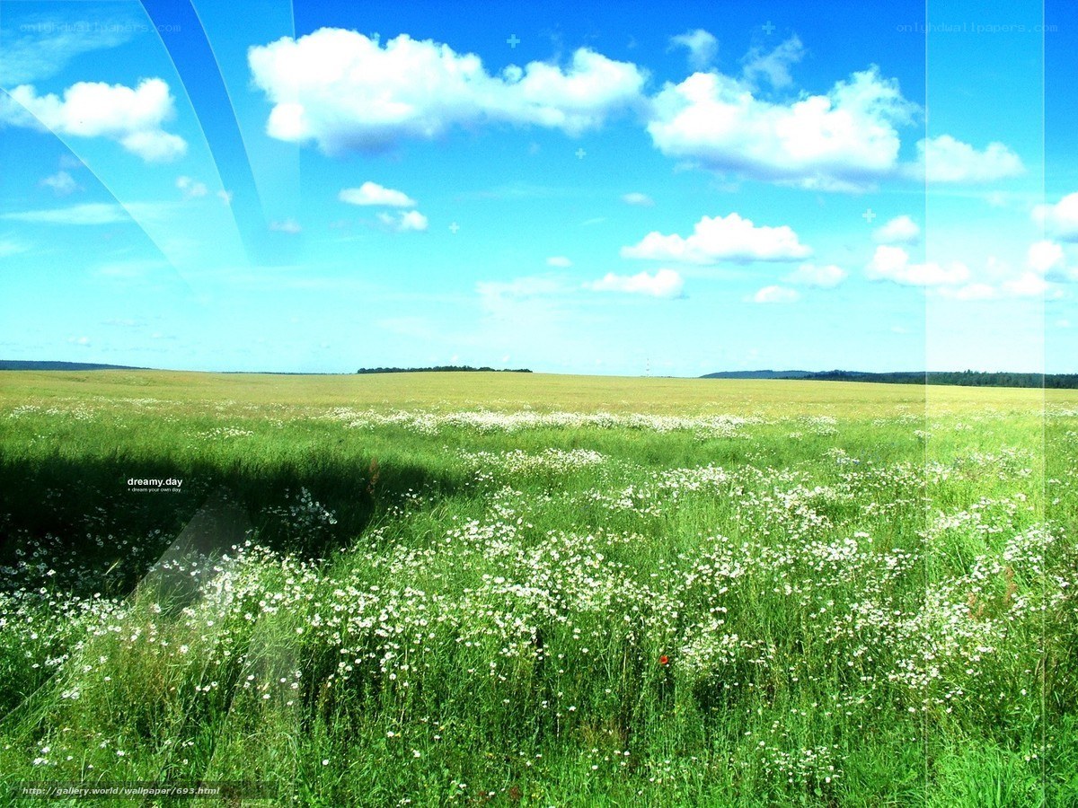 Green field with white flowers