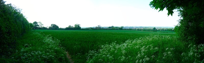 green field with wildflowers