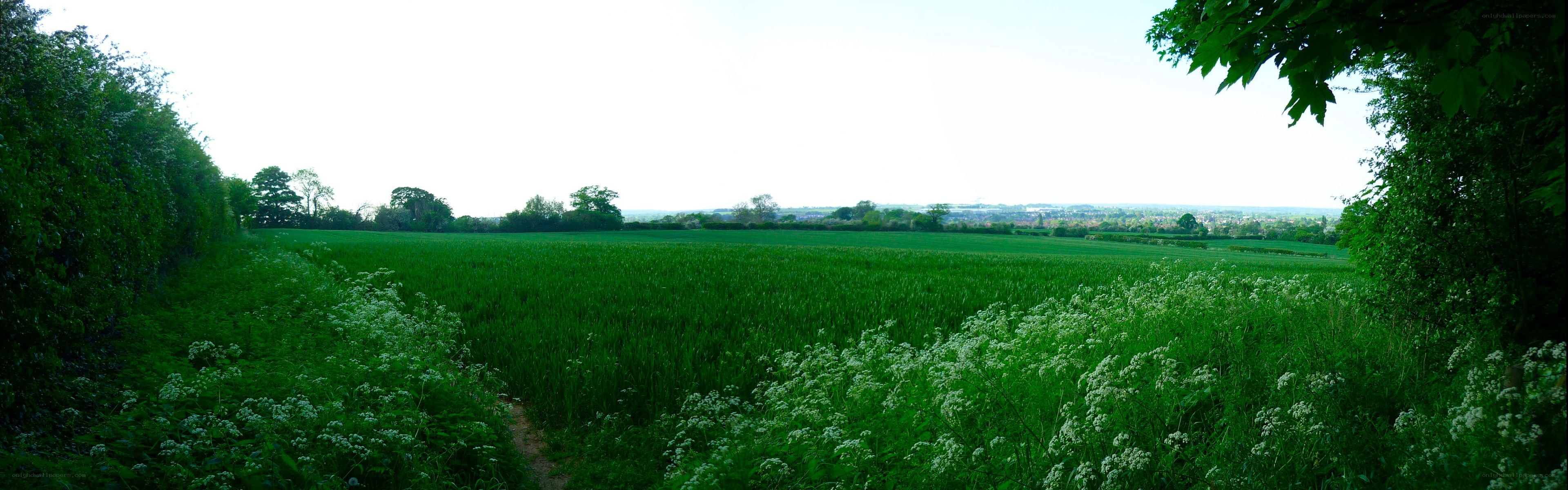 green field with wildflowers