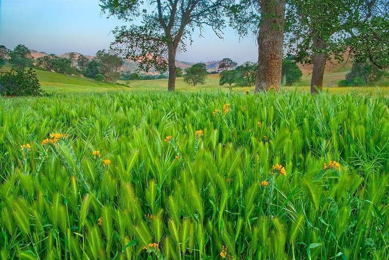 Green field with wildflowers