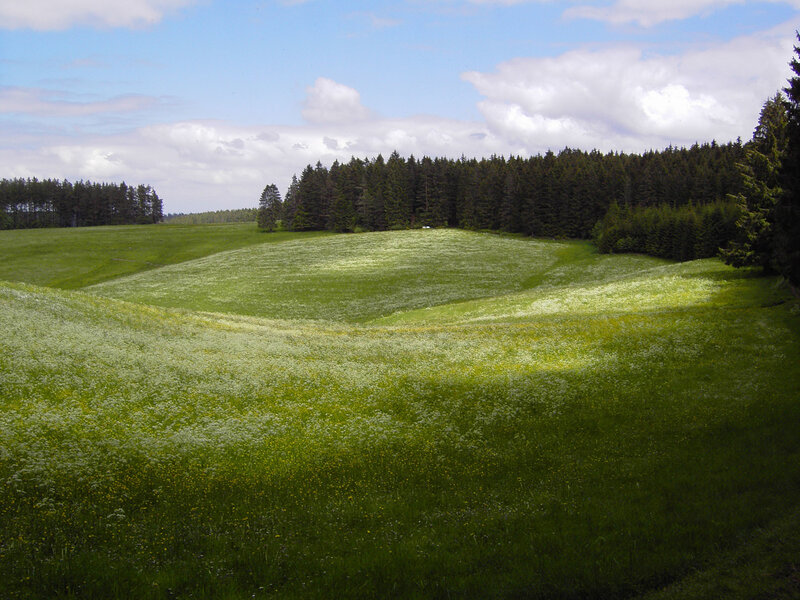 Green field with wildflowers