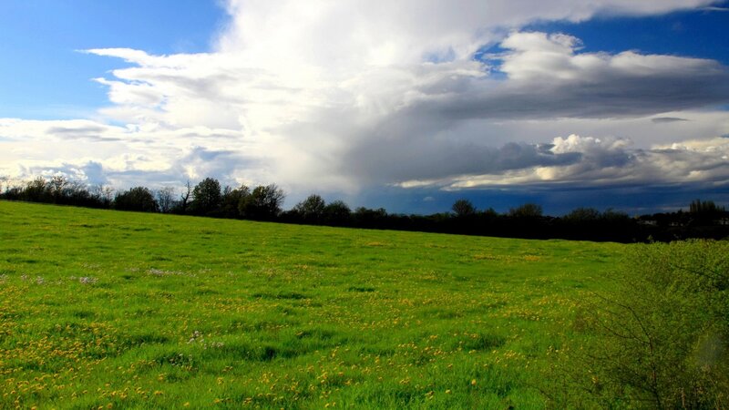 Green Field with Wildflowers — Dramatic, Afternoon