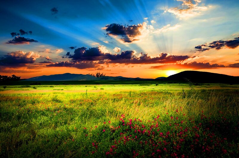 Green Field with Wildflowers — Dramatic, Sunset, Photograph