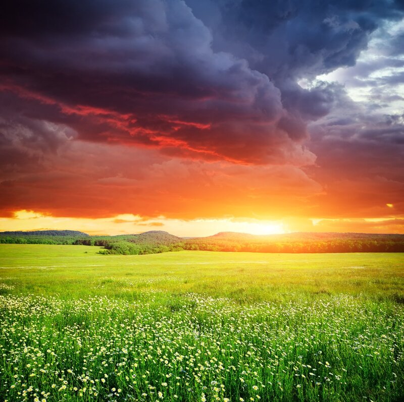 Green Field with Wildflowers — Dramatic, Sunset