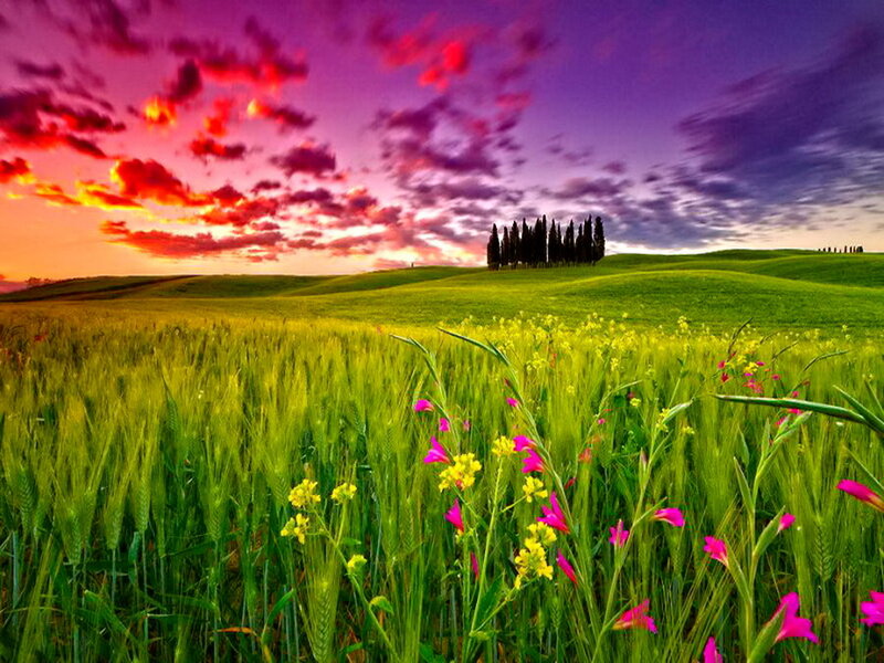 Green Field with Wildflowers — Dramatic