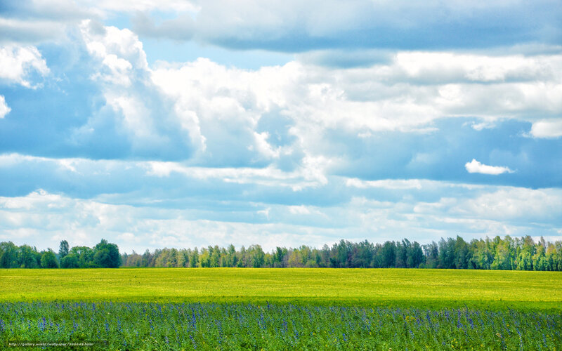 Green Field with Wildflowers — Serene, Afternoon