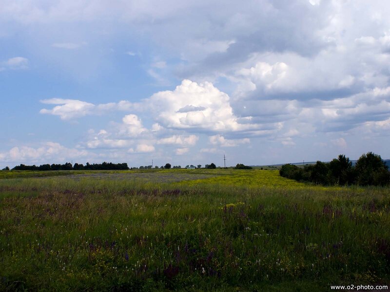 Green Field with Wildflowers — Serene