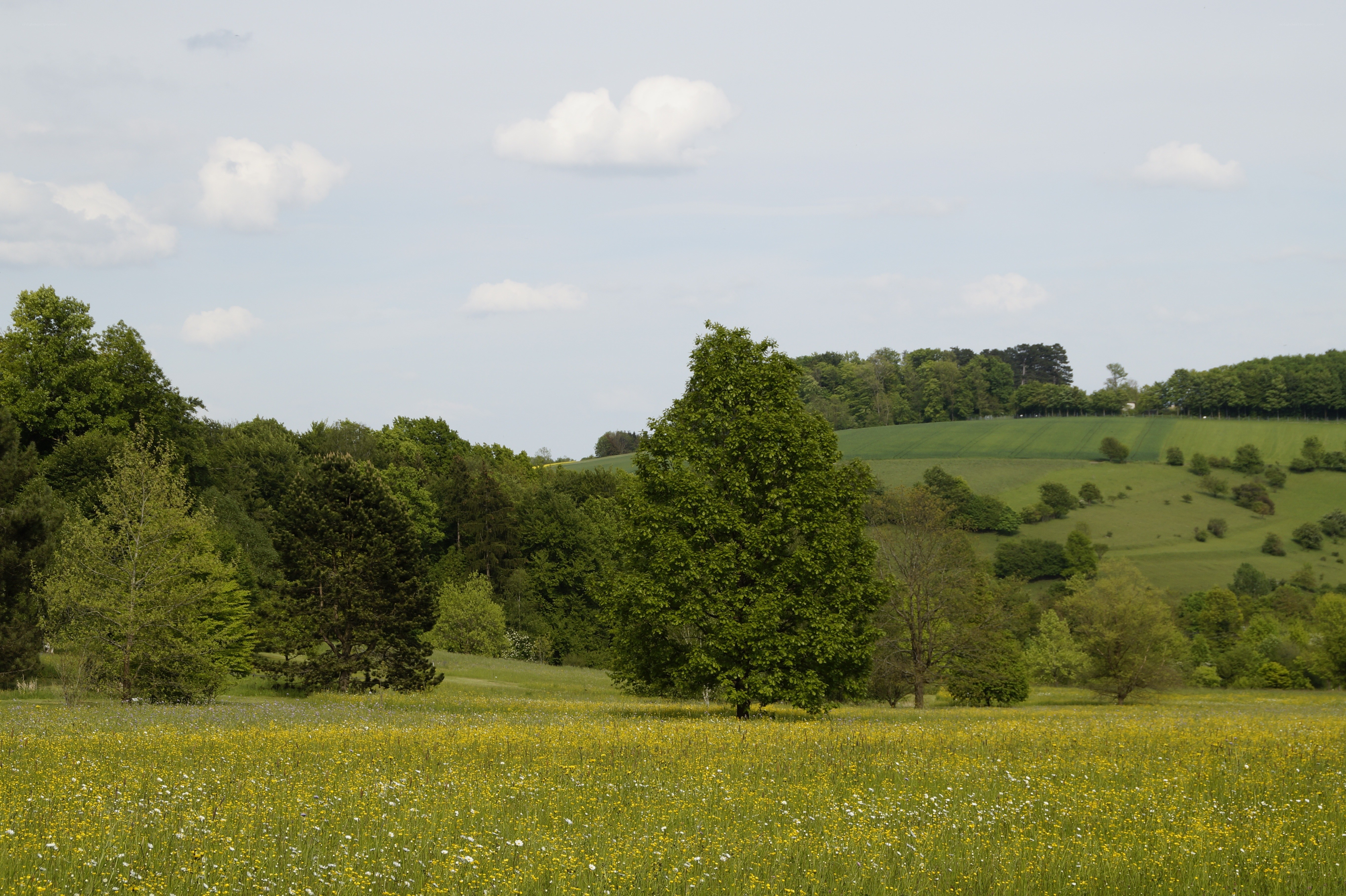 Green field with wildflowers