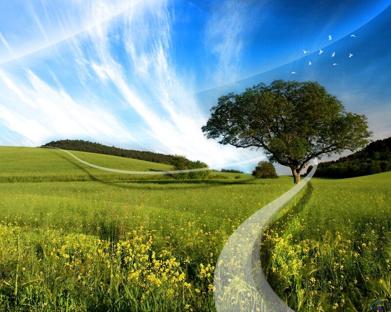Green field with winding path