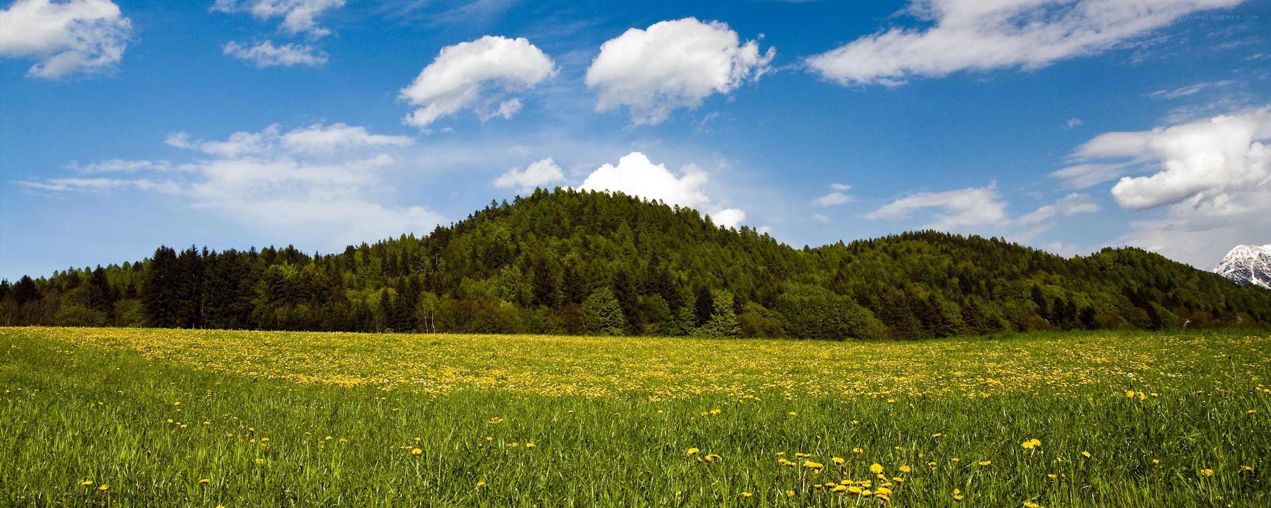 Green field with yellow flowers