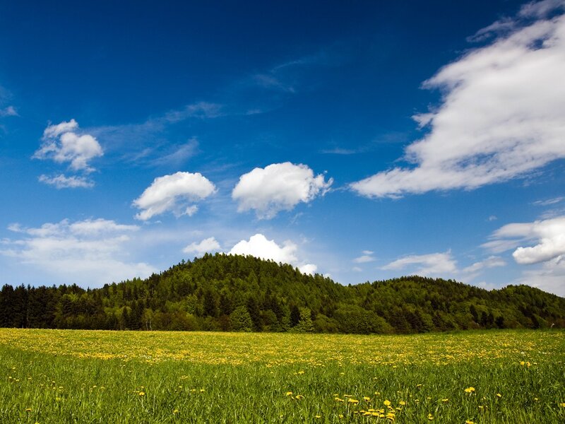 Green field with yellow flowers