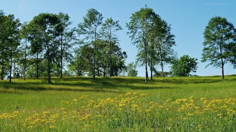 Green field with yellow flowers
