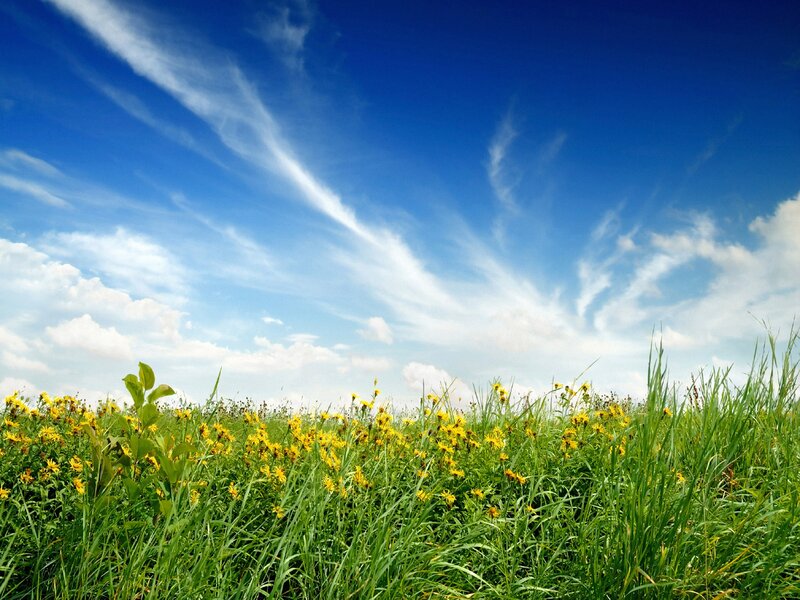 Green field with yellow flowers