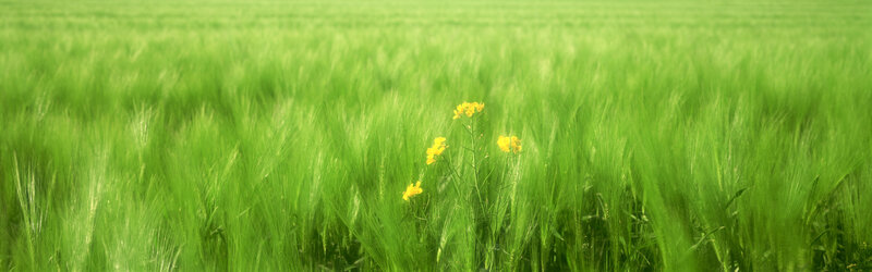 Green field with yellow flowers