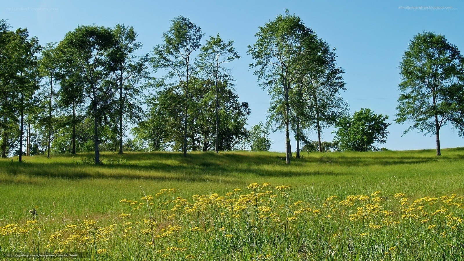 Green field with yellow flowers