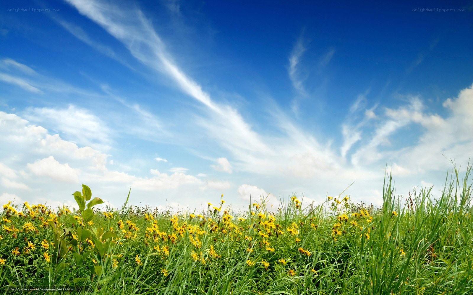 Green field with yellow flowers