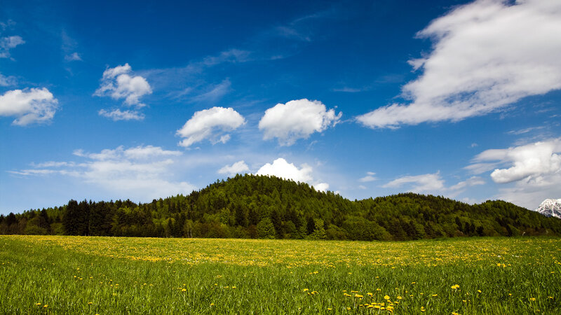 Green field with yellow flowers