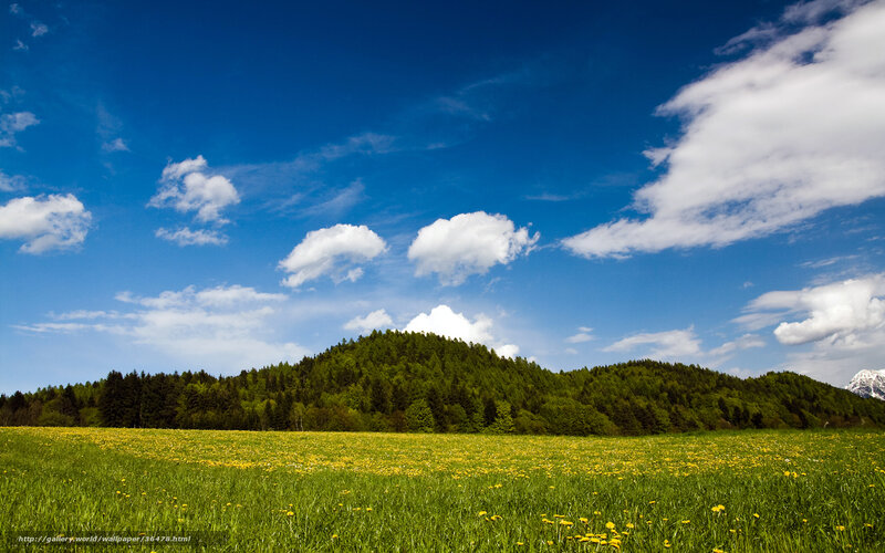 Green Field with Yellow Flowers — Blue