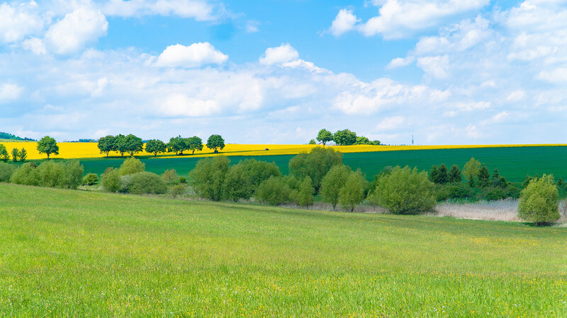Green Field with Yellow Flowers — Serene, Afternoon, Photograph