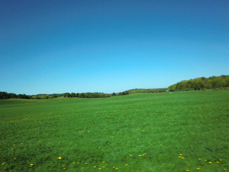 Green Field with Yellow Flowers — Serene, Afternoon