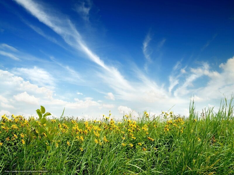 Green field with yellow flowers