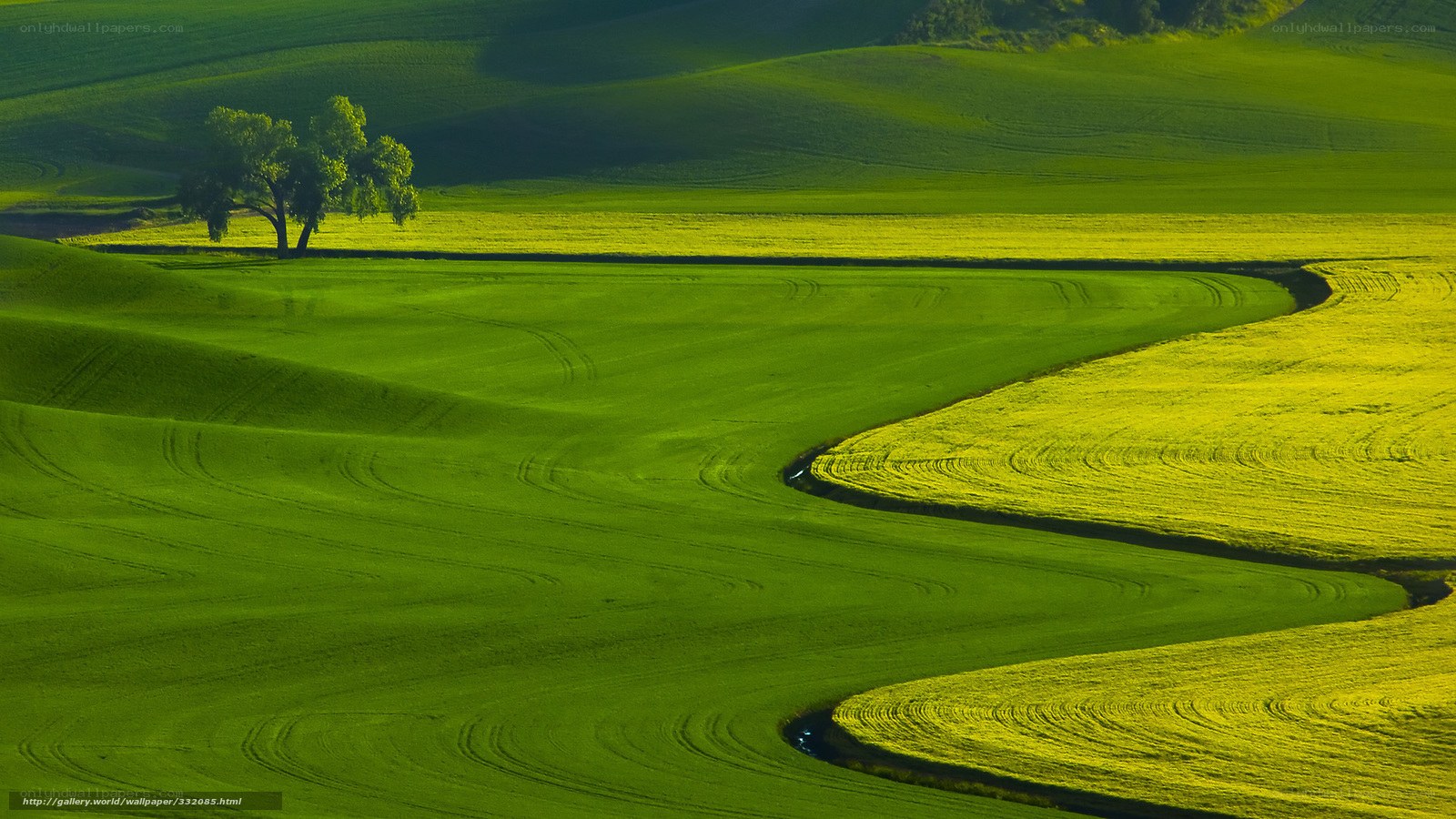 Green Fields and a Lone Tree