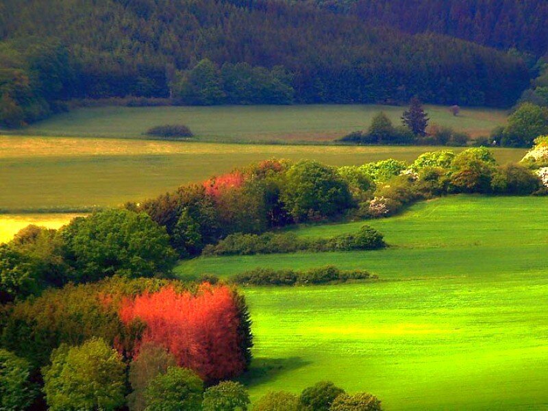 Green fields and autumn trees