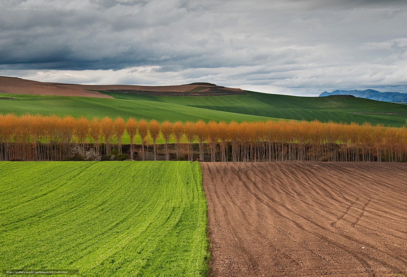 Green Fields and Autumn Trees