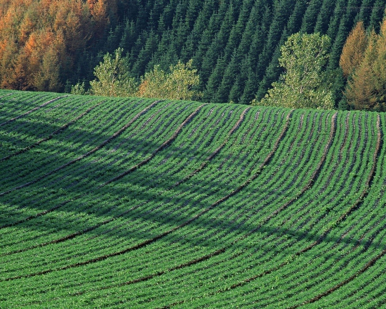 Green Fields and Forest