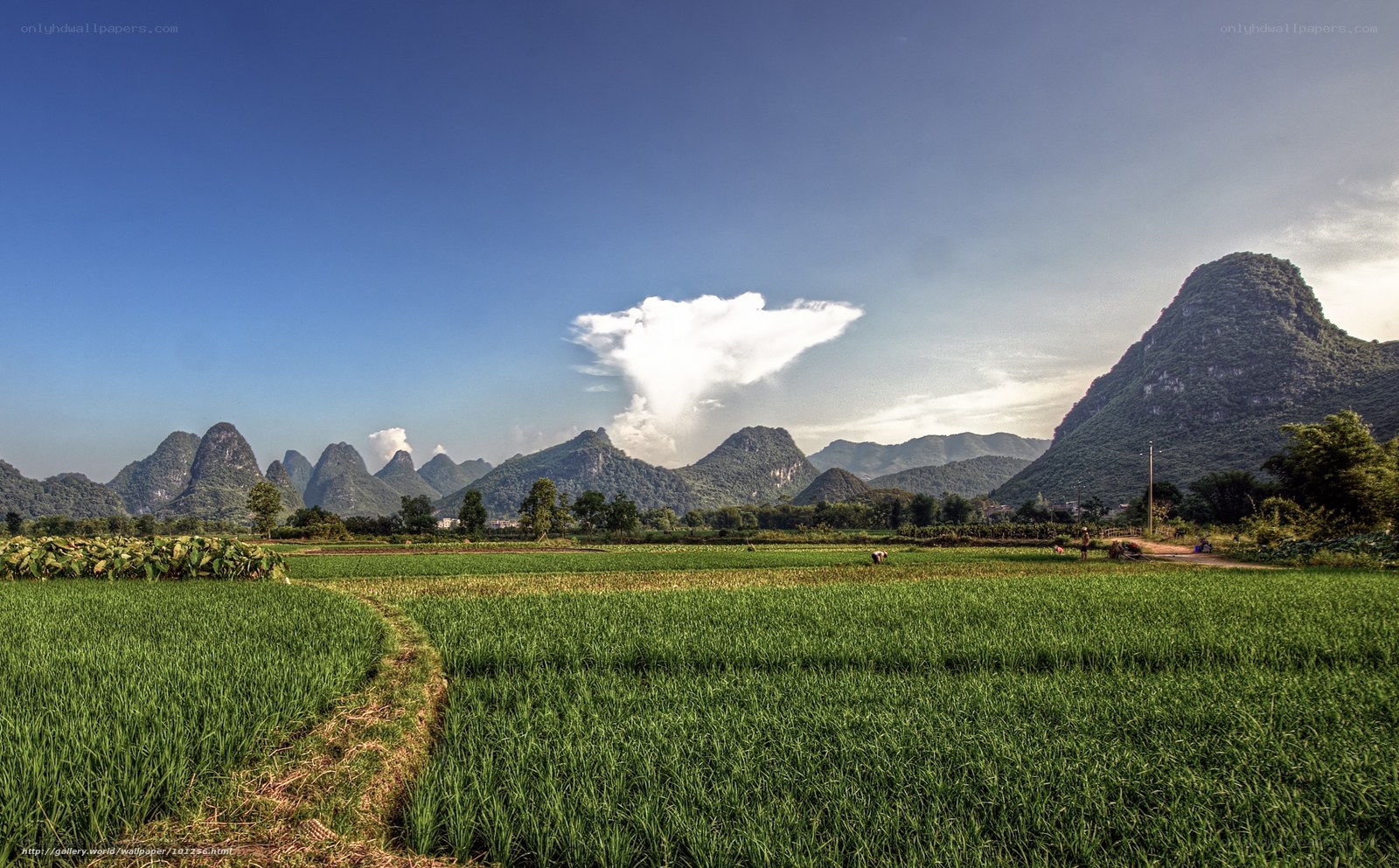 Green fields and karst mountains