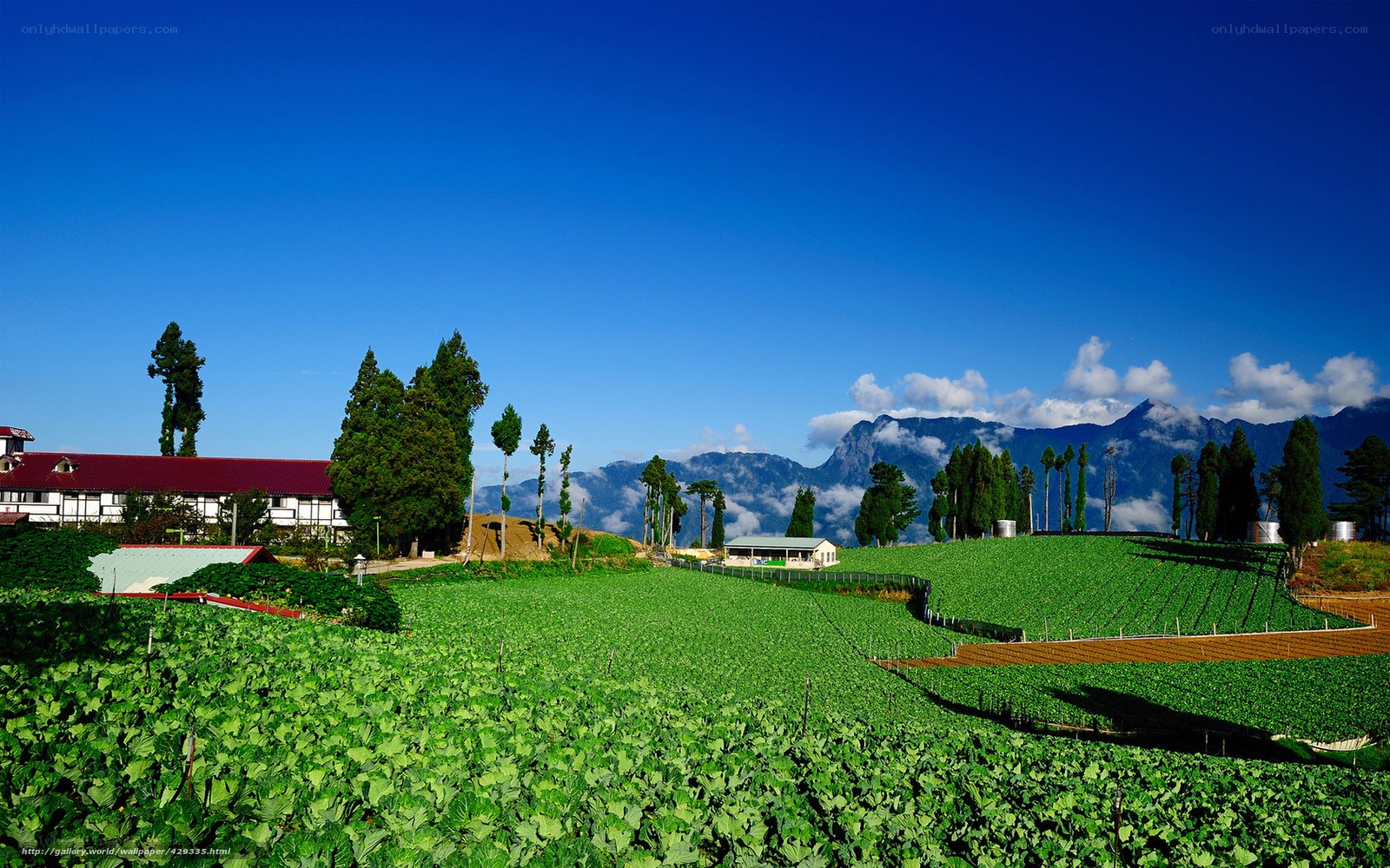 Green fields and mountains
