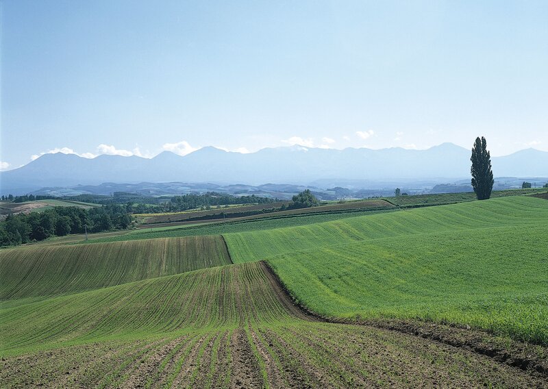 Green Fields and Mountains — Serene, Afternoon, Photograph, Trees, Farmland