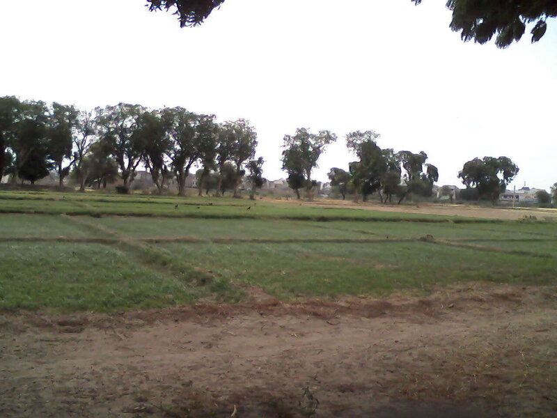 Green fields and trees