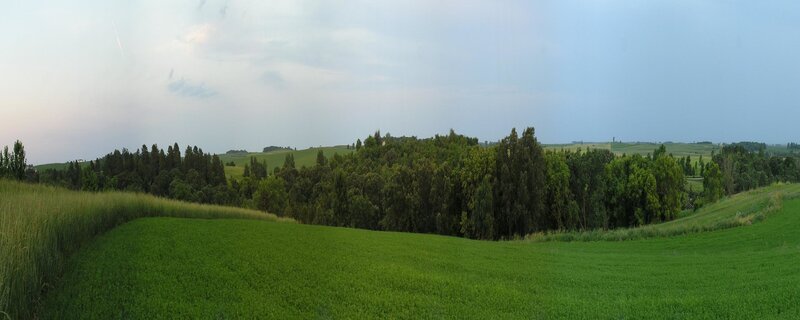 green fields and trees landscape