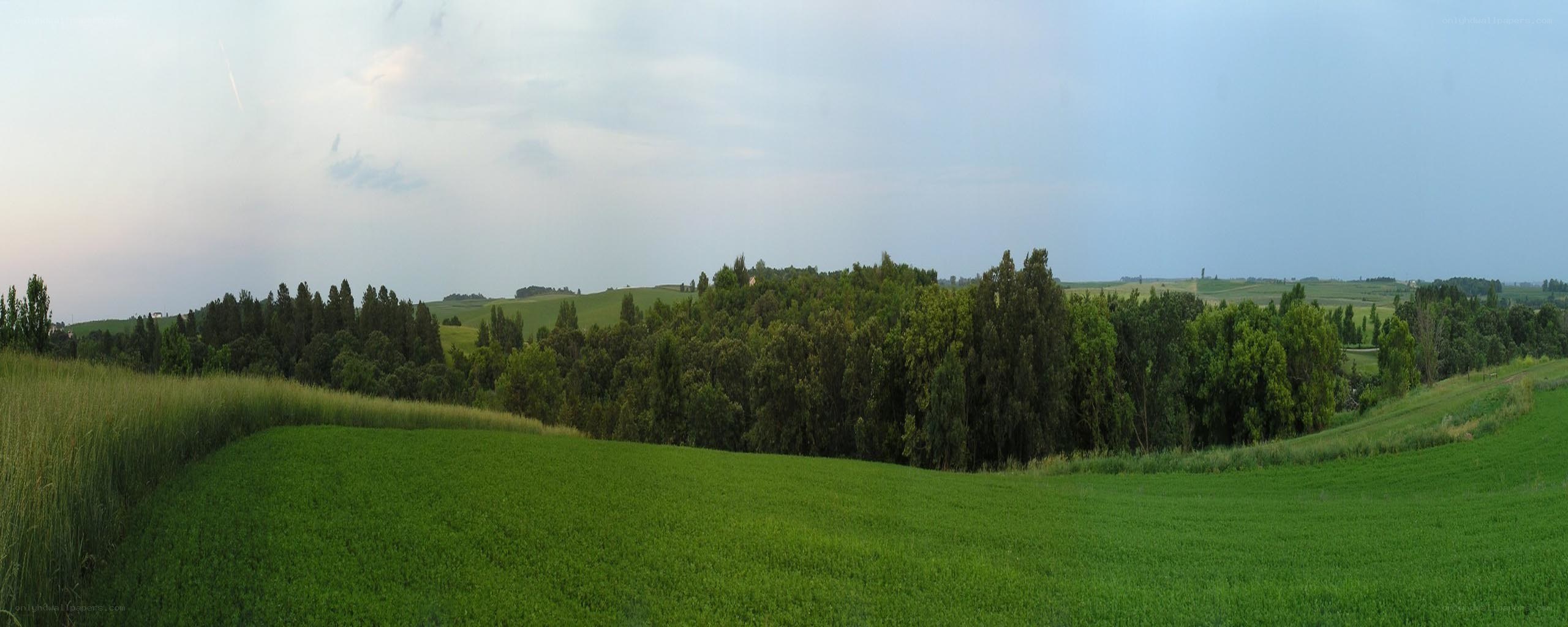green fields and trees landscape