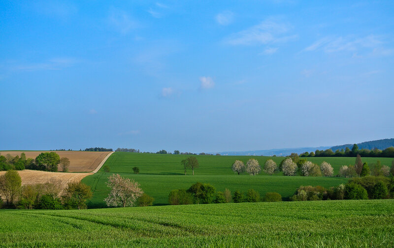 Green Fields and Trees — Serene, Spring
