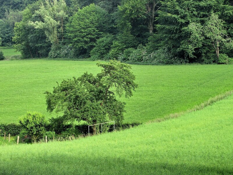 Green fields and trees