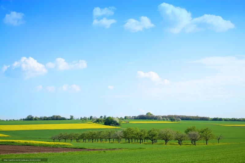 Green Fields and Yellow Flowers