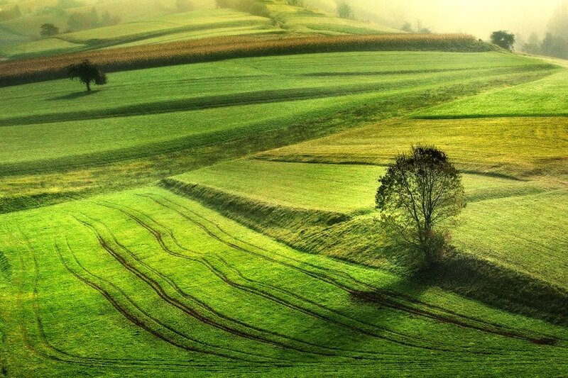 Green Fields at Dawn