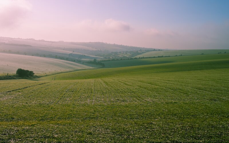 Green fields at dawn