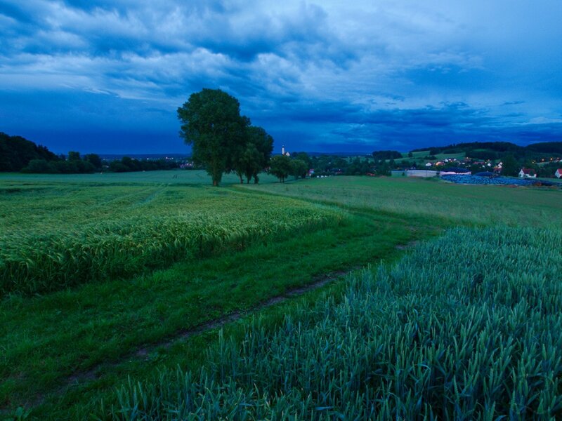 Green Fields at Dusk — Blue